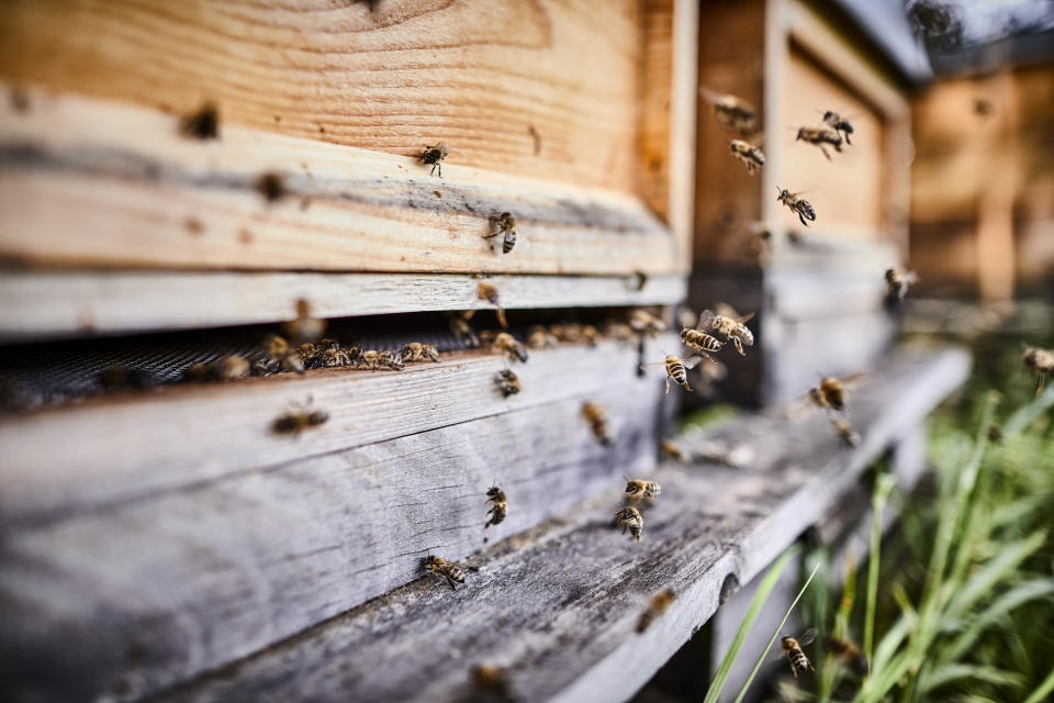 Umweltschützer fordern von der Bundesregierung mehr Tempo beim Insektenschutz. (Bild: Getty)