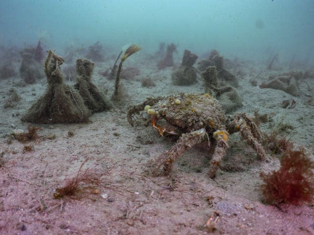 Seed bags sitting on the seabed