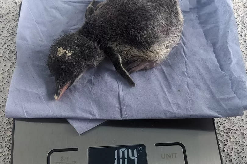 The Gentoo penguin chick weighs a healthy 104g