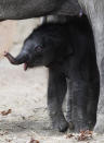 An unnamed baby elephant calf explores alongside his mother Lai Sinh the elephant barn at the Hagenbeck Zoo on April 18, 2012 in Hamburg, Germany. The male calf was born on April 13 with a weight of 100 kilos as the third calf of mother elephant Lai Sinh. (Photo by Joern Pollex/Getty Images)