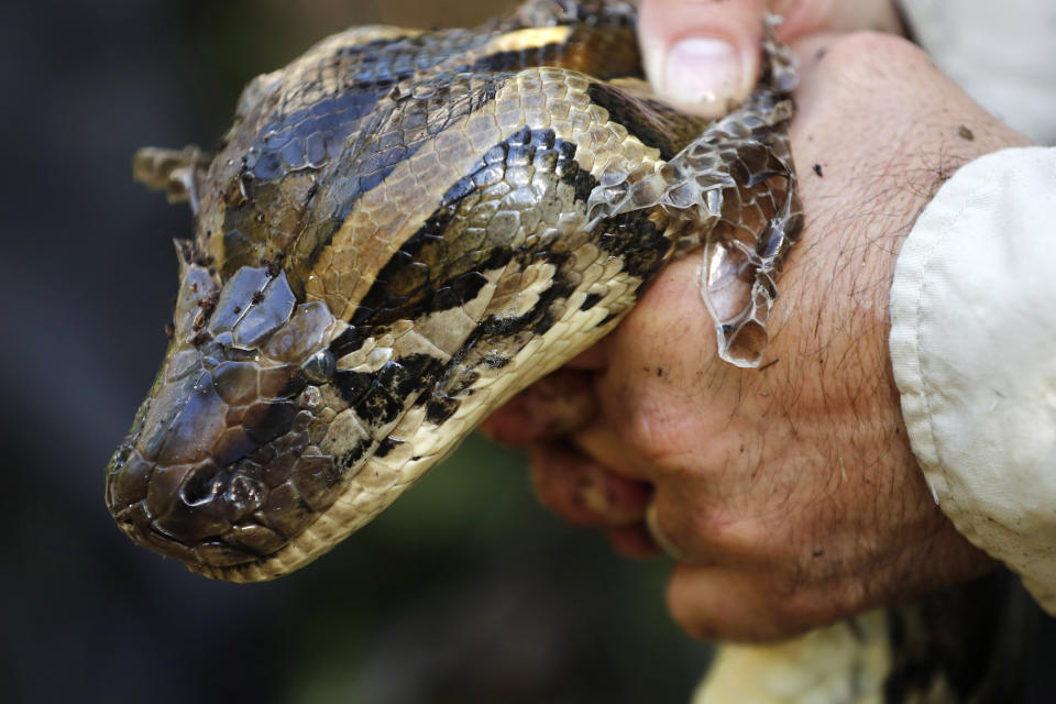 En esta imagen, tomada el 23 de octubre de 2019, el biólogo Ian Bartoszek sujeta una hembra de pitón burmes de 14 pies de largo y 95 libras de peso tras capturarla en Naples, Florida. La serpiente estaba en proceso de mudar la piel, por lo que sostenerla era un desafío. (AP Foto/Robert F. Bukaty)