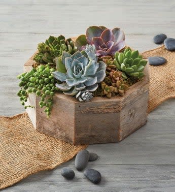 Arranged Succulent Centerpiece