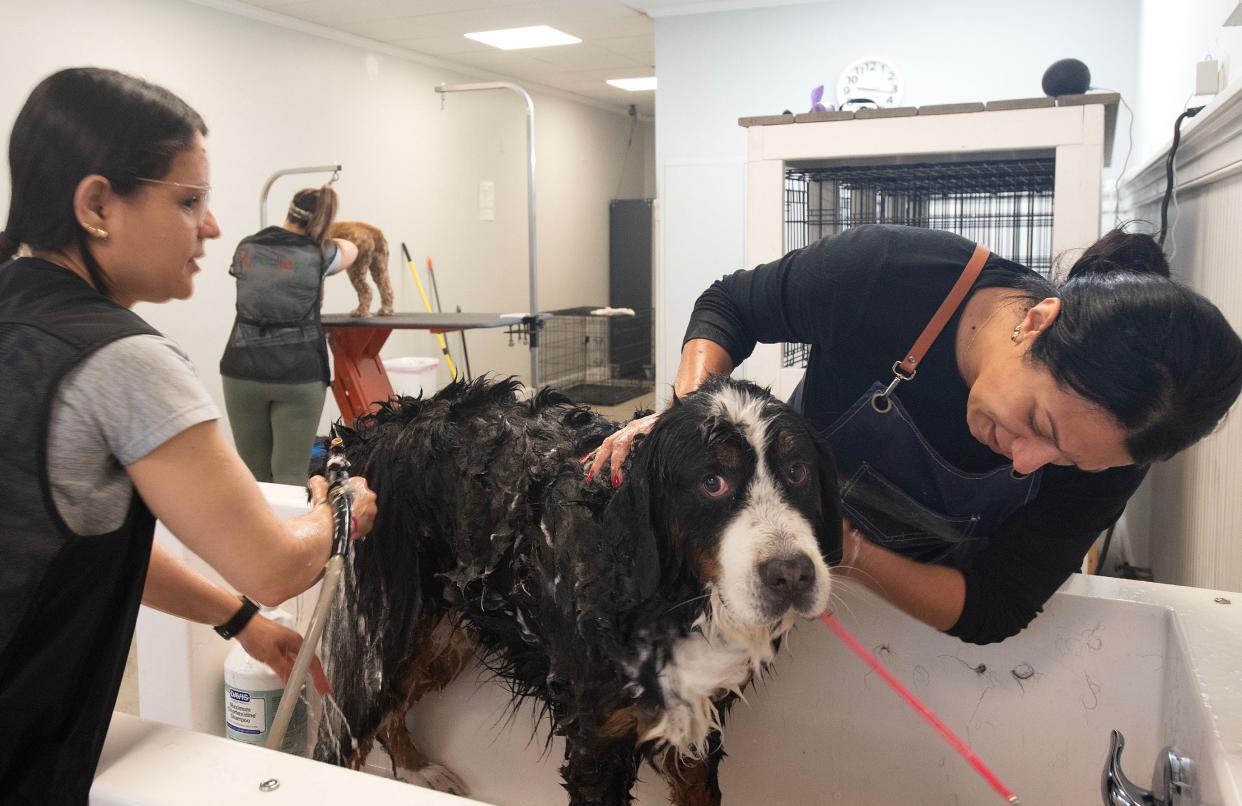 Owner Juliana Paes, right, gets a hand from Polina Lemos as they rinse off "Bentley" after his shampoo at the dog store and grooming shop Pupcakes along Main Street in Hyannis. With grant money from the Local Business Boost Program businesses like Pupcake can buy things to make a better shopping experience.