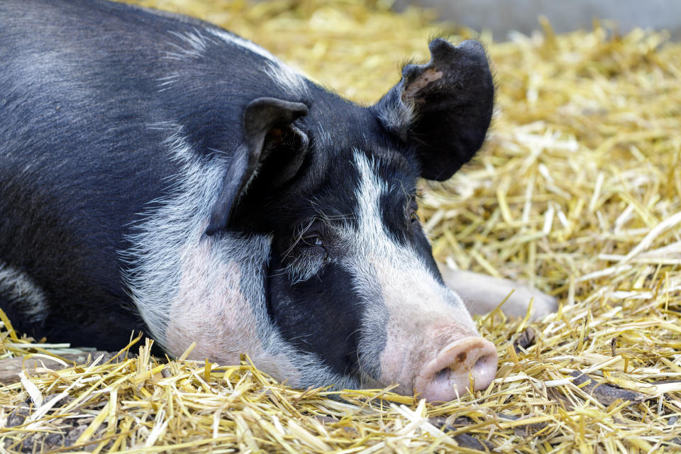 A pig who resembles Princess. (Photo: yhelfman via Getty Images)