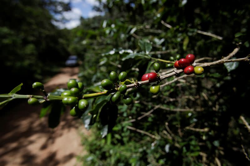 Coffee crisis in Central America fuels record exodus north