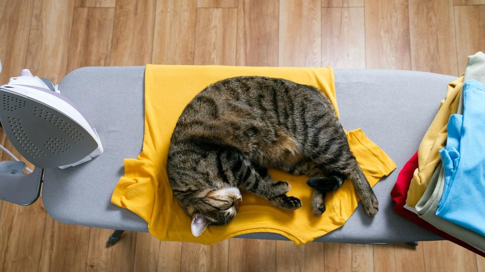 American shorthair sitting on ironing boards
