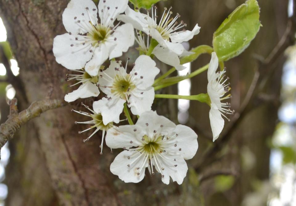 Blooming Callery pear trees are a sign of spring with flowers known for their offensive odor.