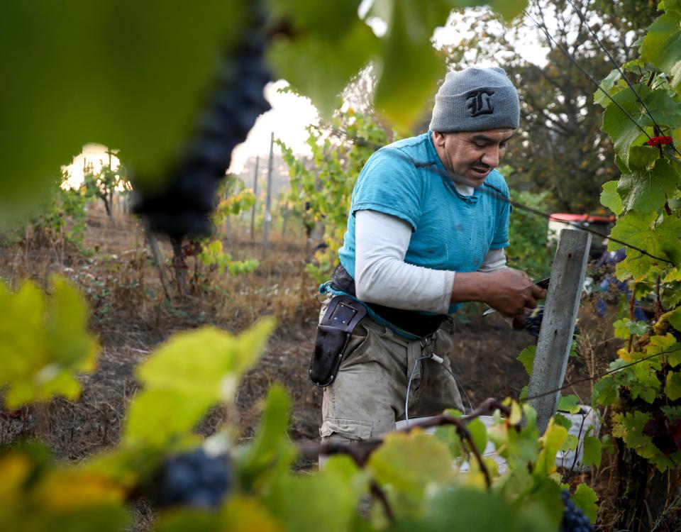 Jesus Garcia cuts pinot noir grapes from the vine at Bethel Heights Vineyard on Oct. 19 in West Salem, Ore. Garcia and other farmworkers are paid per bucket of grapes they harvest.