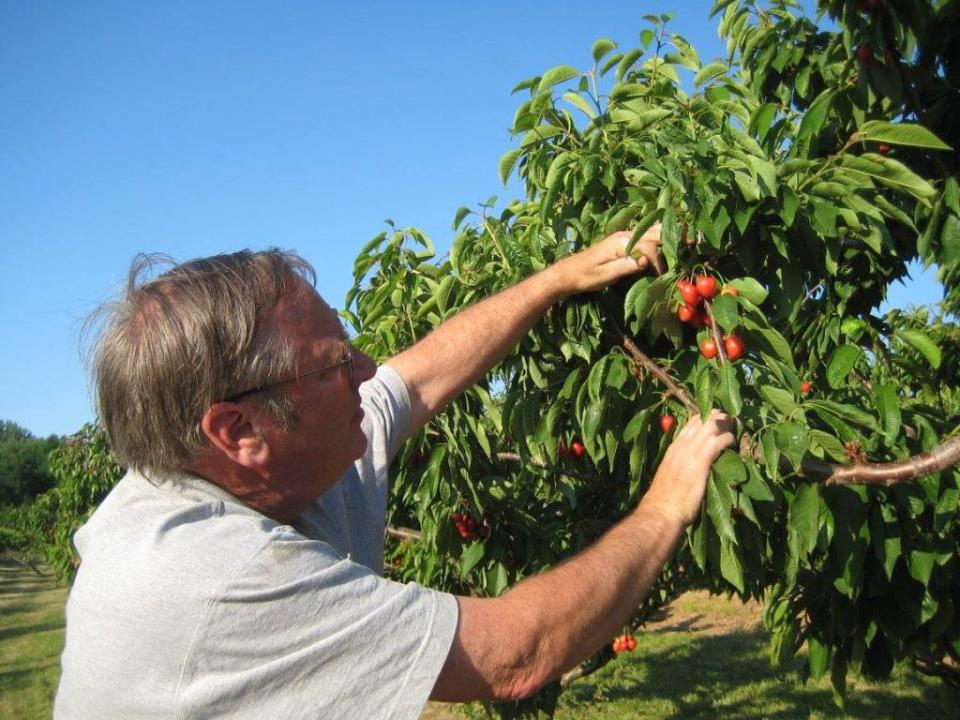 The toll break would apply to farmers only in New York. Facebook/Bittner Singer Orchards U Pick Cherries