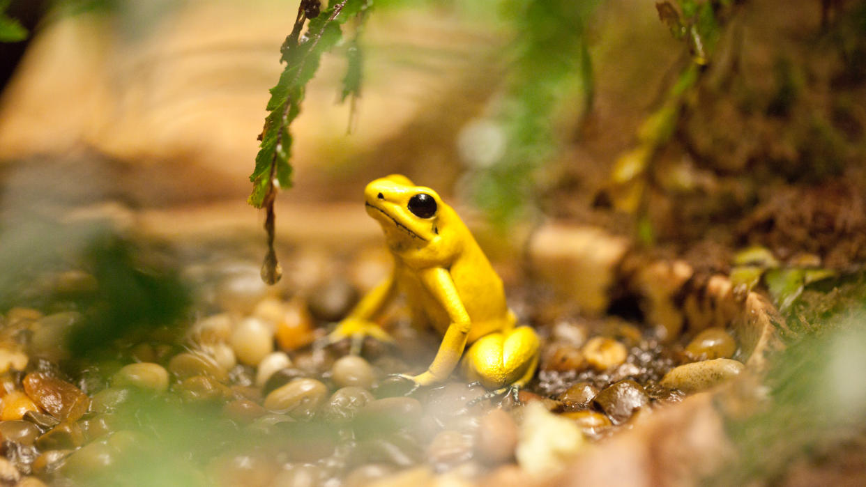  Golden poison frog. 