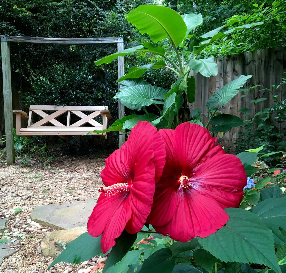 Summerific Holy Grail hardy hibiscus grows alongside a path leading to a cluster of tropical bananas and elephant ears.