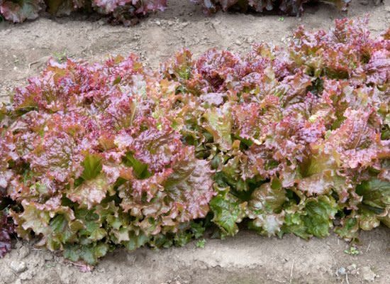 Leaf lettuce comes in both green and red leaves. They have loose open heads with ruffly tops and crisp stems. The flavor is sweet and mild.     Photo from <a href="http://www.flickr.com/photos/photofarmer/4988502364/in/photostream/" target="_hplink">photofarmer, Flickr</a>.