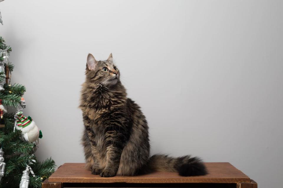 Cat Enjoys Meeting Santa Claus