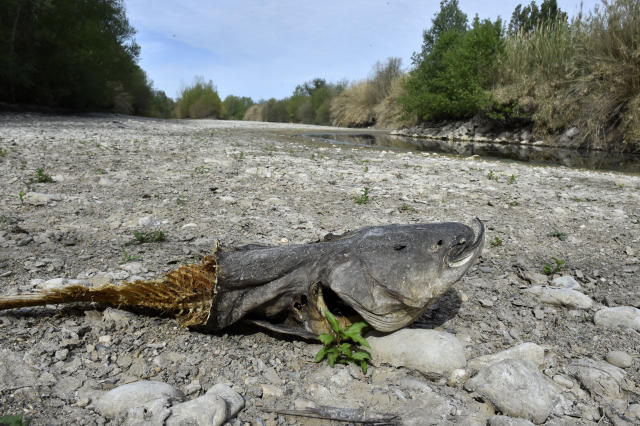 Un poisson mort dans une rivi&#xe8;re &#xe0; Rivesaltes, dans les Pyr&#xe9;n&#xe9;es-Orientales (Photo RAYMOND ROIG / AFP)