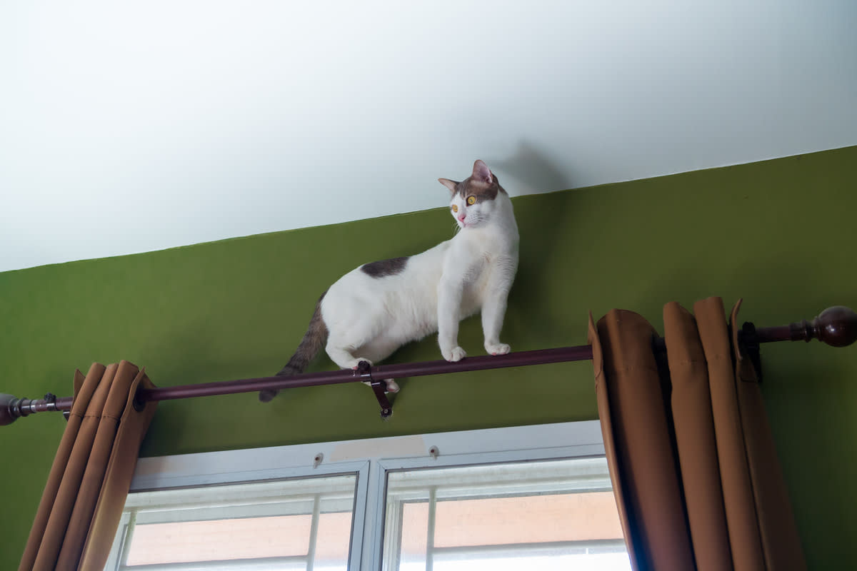 A cat balanced atop a curtain rod<p>bombermoon via Shutterstock</p>