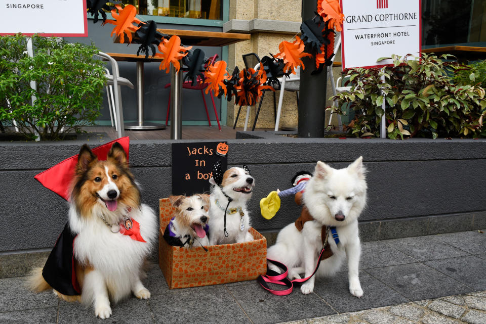 <p>Dogs in costume at Howlloween at the Grand Copthorne Waterfront Hotel. (Photo: Bryan Huang/Yahoo Lifestyle Singapore)</p>