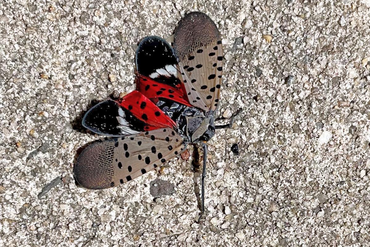 Vous le voyez ?  Écrasez-le !  Combattre la mouche lanterne tachetée envahissante