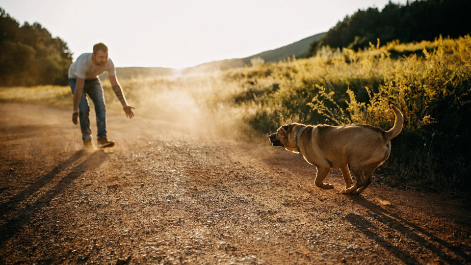 dog excitedly running up to person with outstretched arms along a path