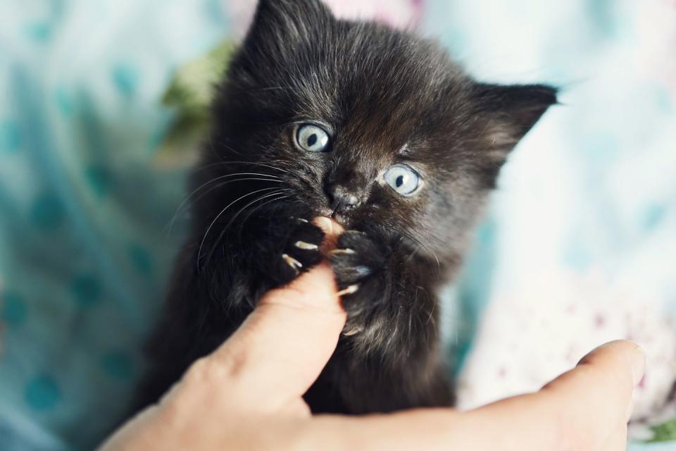 <p>Let's be honest, even black cats can be just as goofy as the rest. These adorable names will fit your silly kitty.</p><p>•Smudge</p><p>•Inkblot</p><p>•Ash-ley</p><p>•Darth</p><p>•Shady Character</p><p>•Panther Paws</p><p>•Dirty Butt</p><p>•Black Hole </p><p>•Creature of the Night</p><p>•Boo</p><p>•Sneaky</p><p>•Lil' Nightmare </p><p>•Creepy </p><p>•Curse</p>