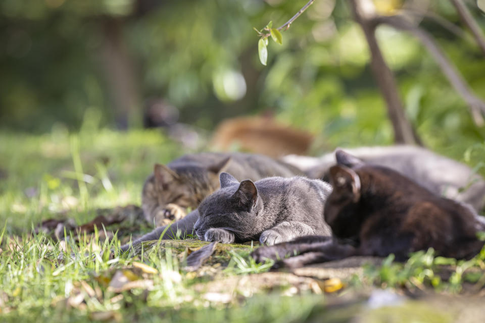 Stray cats rest under a tree in Old San Juan, Puerto Rico, Wednesday, Nov. 2, 2022. The cat population has grown so much that the U.S. National Park Service is seeking to implement a "free-ranging cat management plan" that considers options including removal of the animals, outraging many who worry they will be killed. (AP Photo/Alejandro Granadillo)