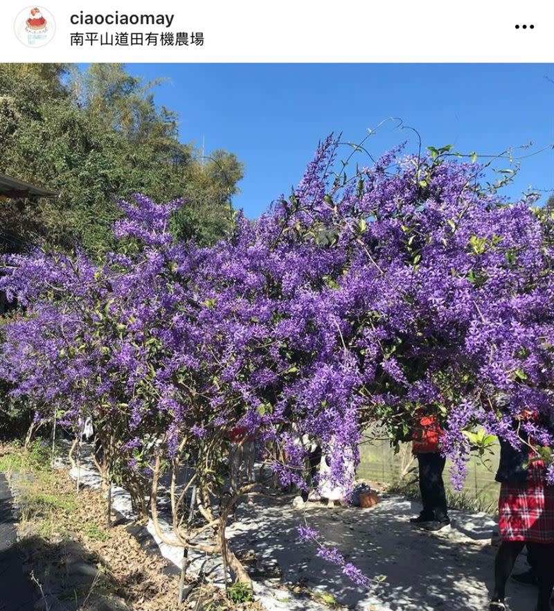 南平山道田有機農場位在觀音隧道三號出口鎮山宮斜坡上，遊客可免費參觀。（圖／IG：bruce570318、ciaociaomay 授權提供）