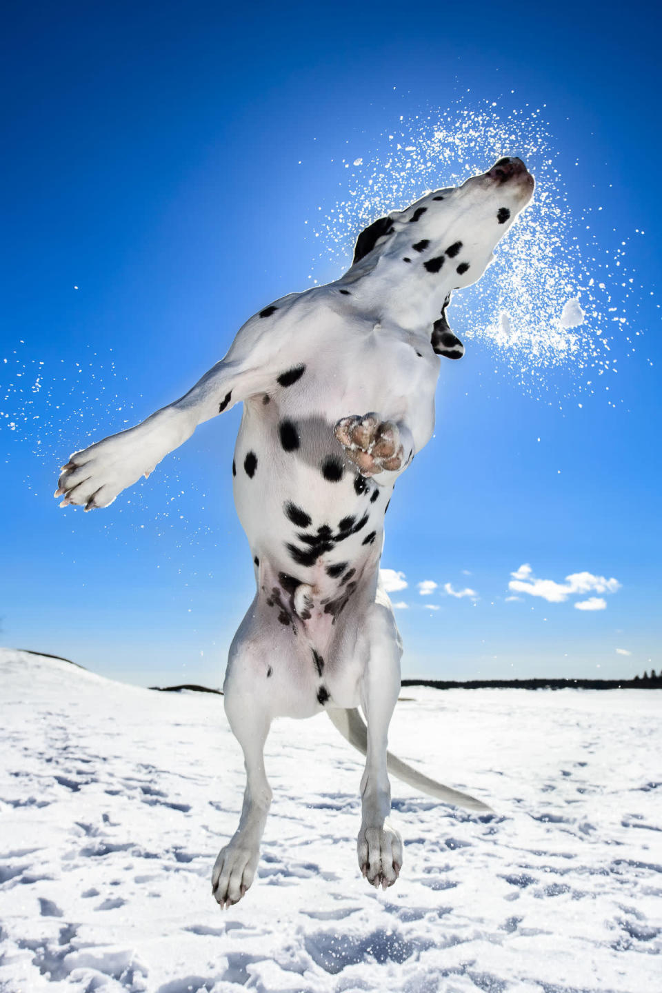 <p>A dalmation launches himself into the air from a snowy field. (Daniel Nygaard/PA Wire)</p>