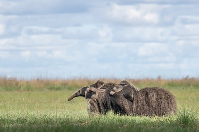 Apareció en el sur de Brasil un oso hormiguero gigante que se extinguió hace 130 años