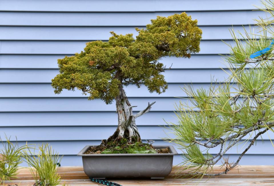 A bonsai grows at the home of Sumo Bonsai Supply owner Jeramiah Pearce Friday, April 29, 2022, in Sartell.