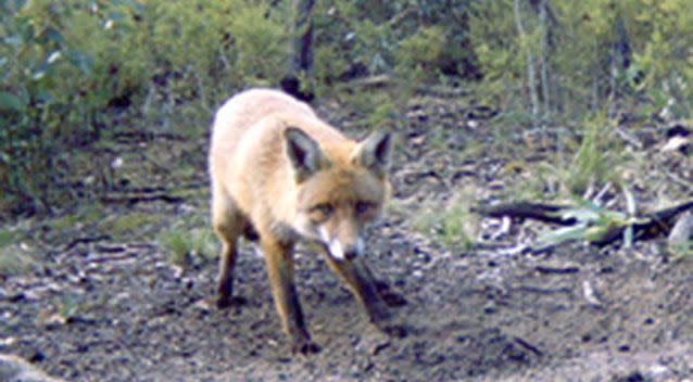 The website states that eligible applicants must submit an 'entire' fox scalp including both ears, the skin surrounding both eyes and the nose. Source: Agriculture Victoria