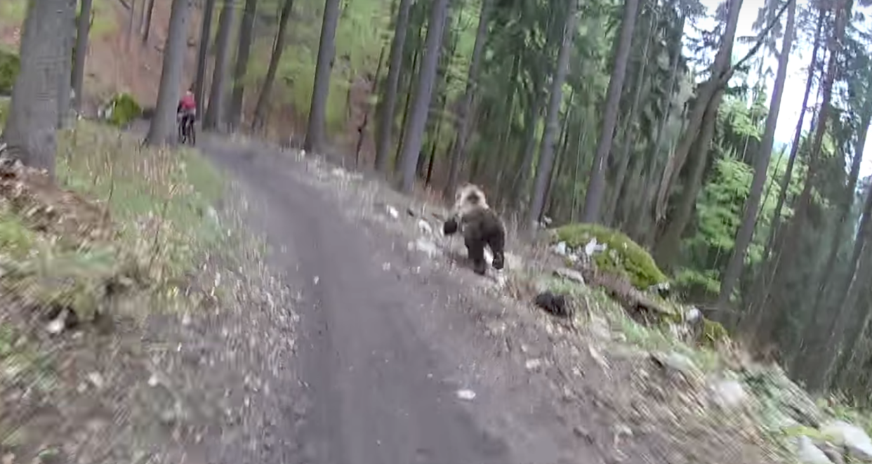 A brown bear chasing after two bikers. Video still from YouTube 