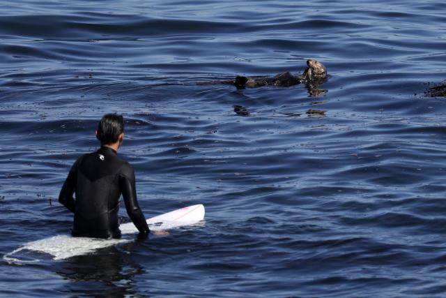 A sea otter is terrorizing California surfers - Los Angeles Times