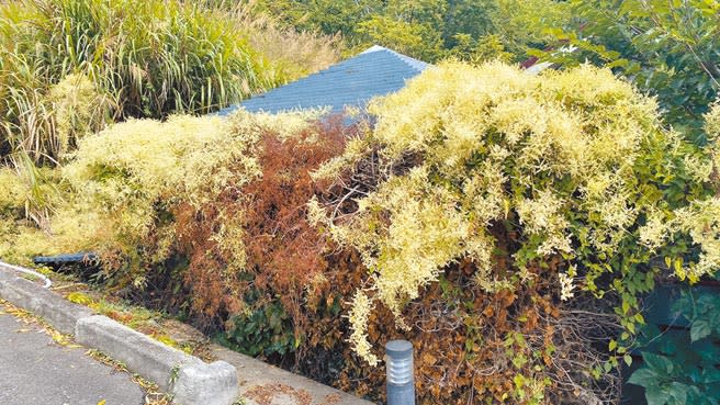 台灣何首烏入侵武陵農場，開滿細小白花，影響附生植物行光合作用，部分枝葉明顯黃化枯萎。（王文吉攝）