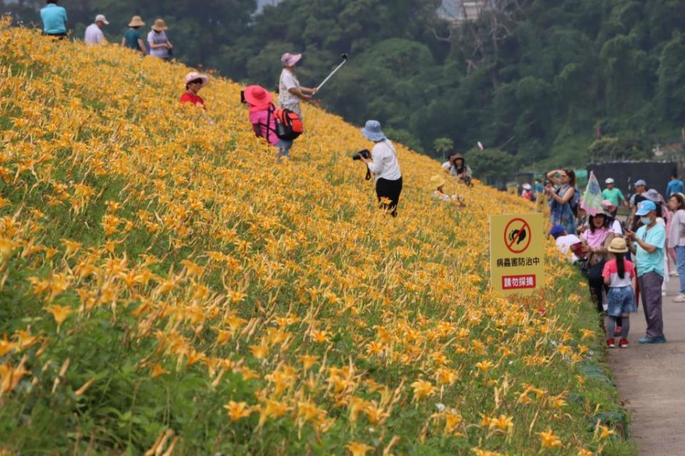 大湖鄉公所將靜湖村社寮角堤防髒亂點，改造成為金針花廊道新景點。（記者謝國金攝）