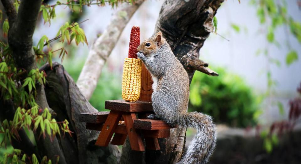 People are making picnic tables for squirrels in their gardens. (Getty Images) 