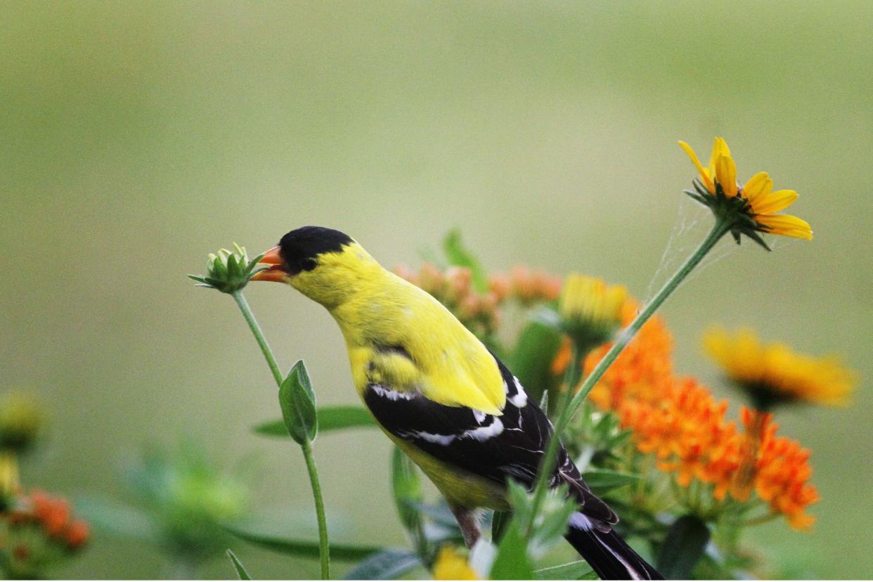 A male American goldfinch dines on star tickseed seed heads while the orange blossoms of butterfly weed show in the background--both straight native perennial plants growing in pots on the patio.