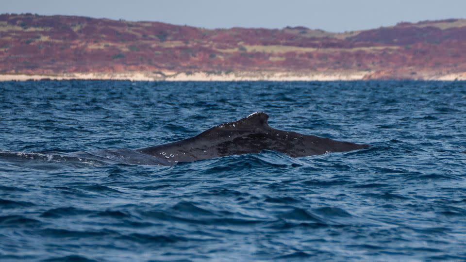 Humpback whales at Woodside Energy's dredging site for Burrup Hub. - Wendy Mitchell/Greenpeace Australia Pacific