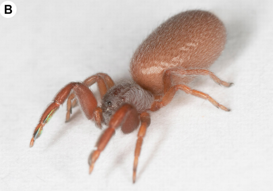 A Palpimanus godawan, or Godawan palp-footed spider.