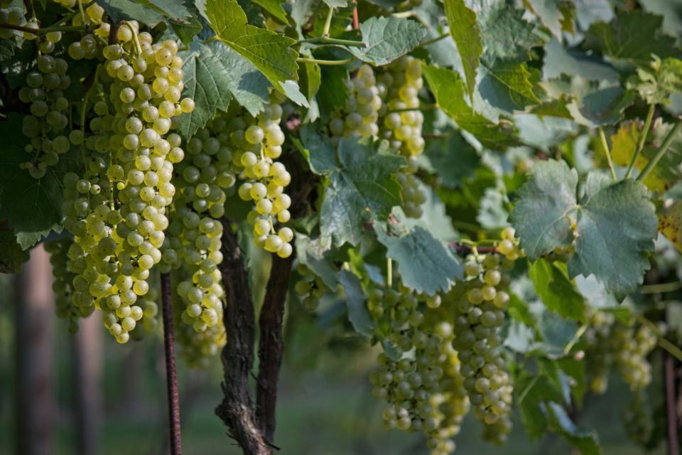 South-facing slopes work best for mountain vineyards.