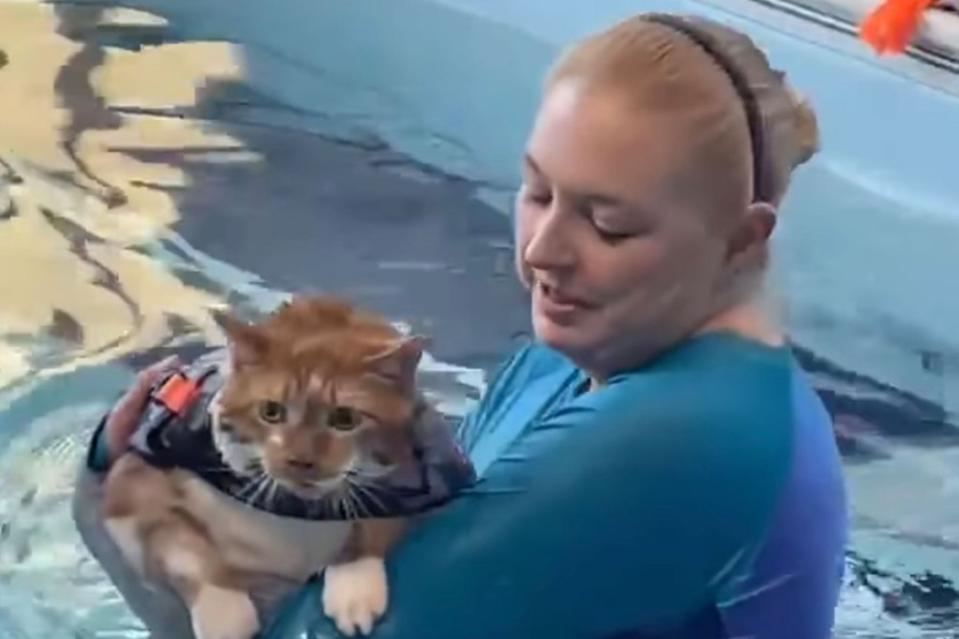 To help the feline get ready for summer, Ty – who is affectionately nickname is “Thicken Nugget” – began taking water therapy classes as the Canine Aquatic Center in February, where he swims twice a week and already lost three pounds as of early this month. Canine Aquatic Center/Facebook