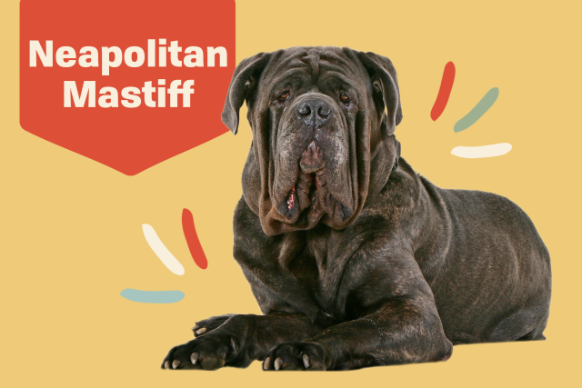 Mastino Napoletano Puppy, Stock Photo, Picture And Rights Managed