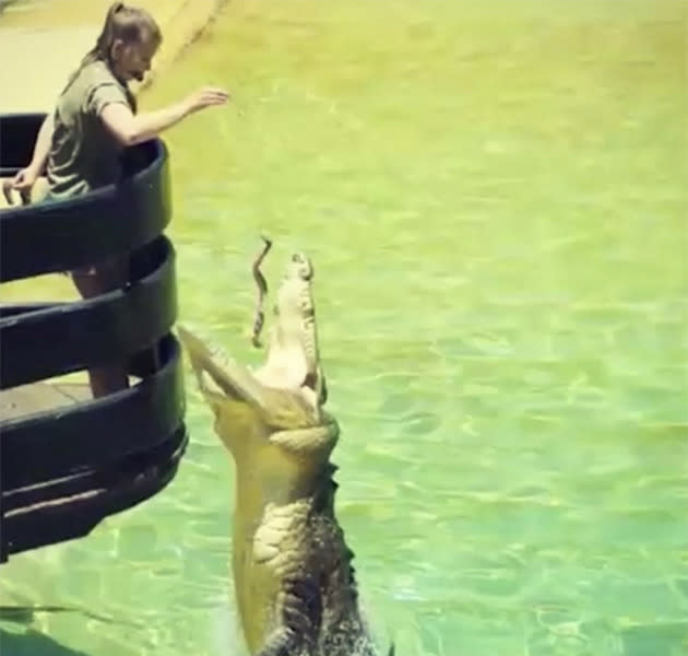 Bindi feeding a crocodile. Photo: Instagram.