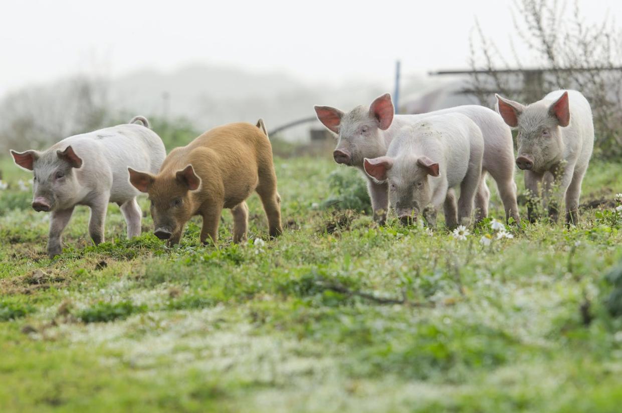 Pig farming may evoke images like this, but the reality for most commercial pork production is very different. <a href="https://www.gettyimages.com/detail/photo/different-coloured-piglets-looking-into-the-camera-royalty-free-image/1055964804" rel="nofollow noopener" target="_blank" data-ylk="slk:linephoto via Getty Images;elm:context_link;itc:0;sec:content-canvas" class="link ">linephoto via Getty Images</a>