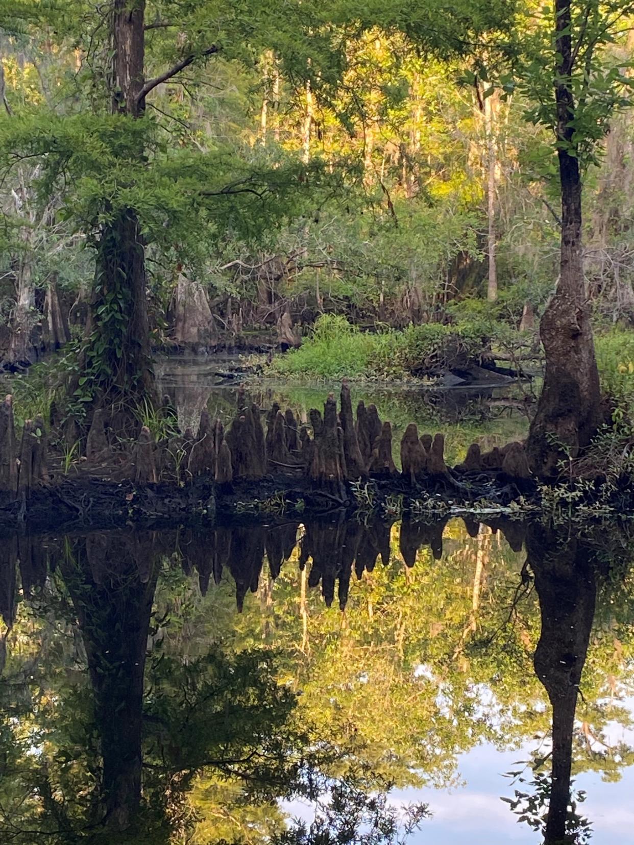 Cypress knees form a line between two large trees at the Black River Cypress Preserve in South Carolina. The ecological function of cypress knees remains a mystery. [Photo courtesy Whit Gibbons]