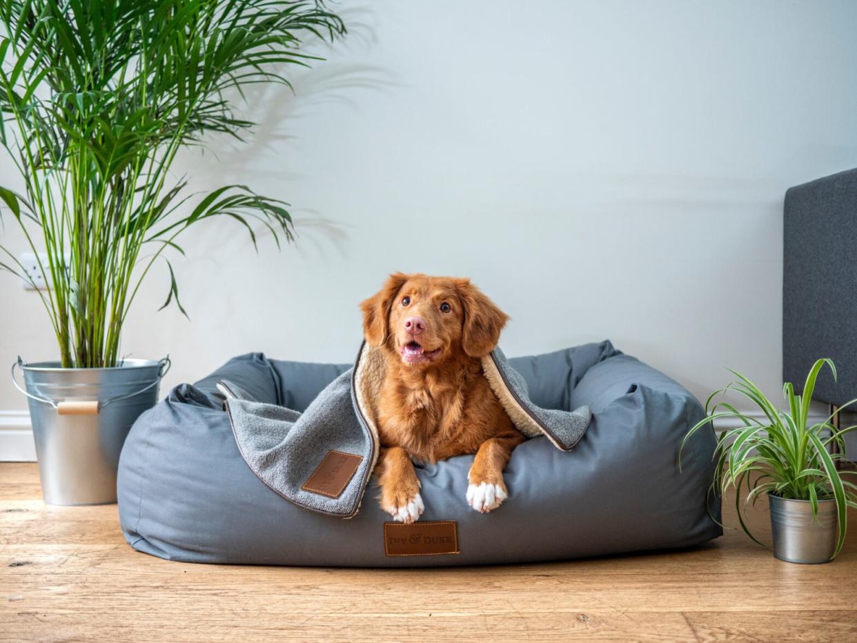 dog laying in bed looking at owner