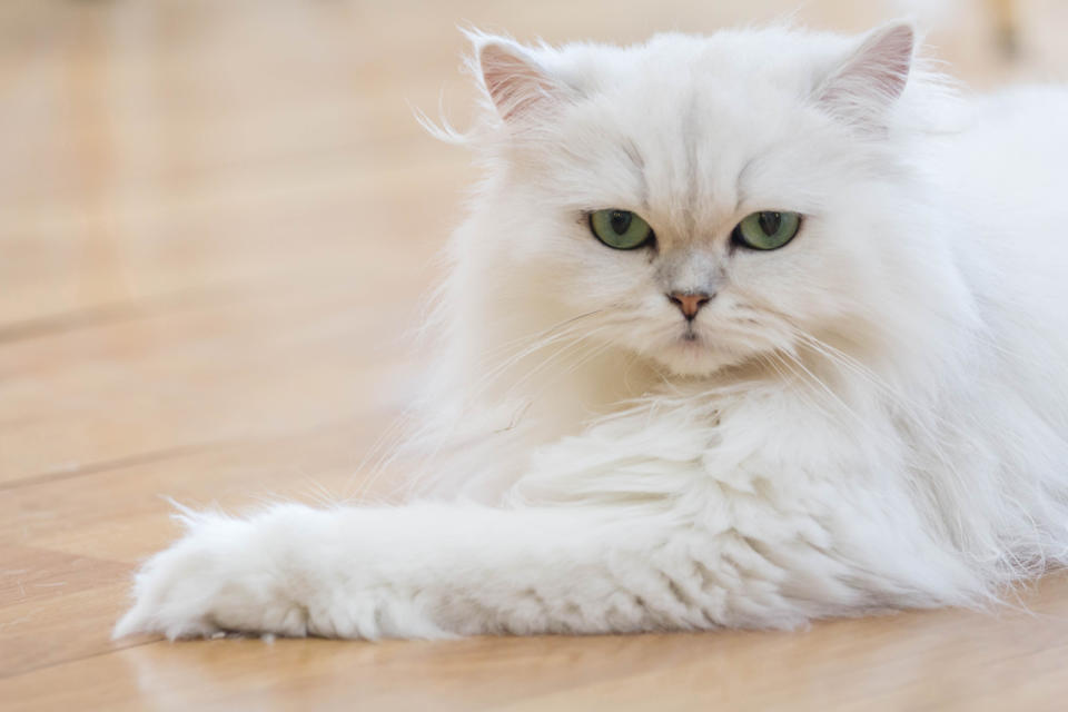 GettyImages 637190306 Heres the Cat Breed That Captures Each Zodiac Signs Personality