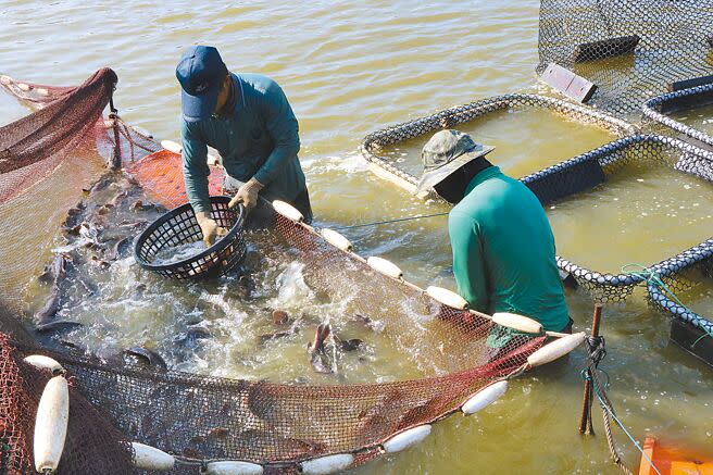 台灣石斑魚被檢出禁藥，大陸海關總署、動植物檢疫司，10日宣布從13日起暫停輸入。圖為石斑魚養殖業者。（本報資料照片）