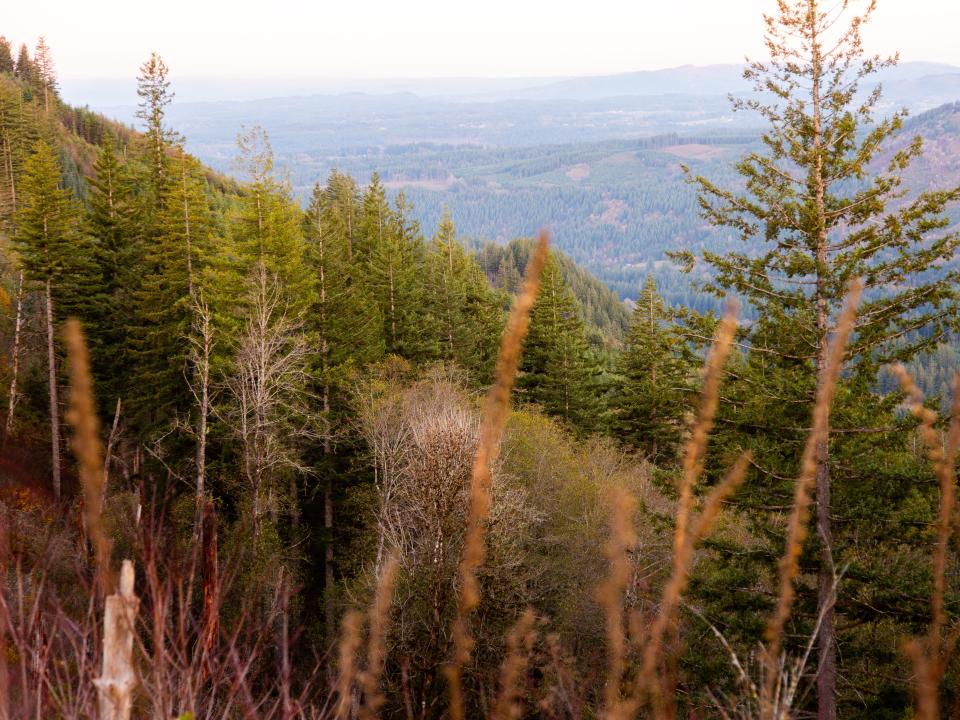 The Bells Mountain Forest is shown. A green landscape dotted with pines is shown in the foreground, with mountains appearing in the distance.