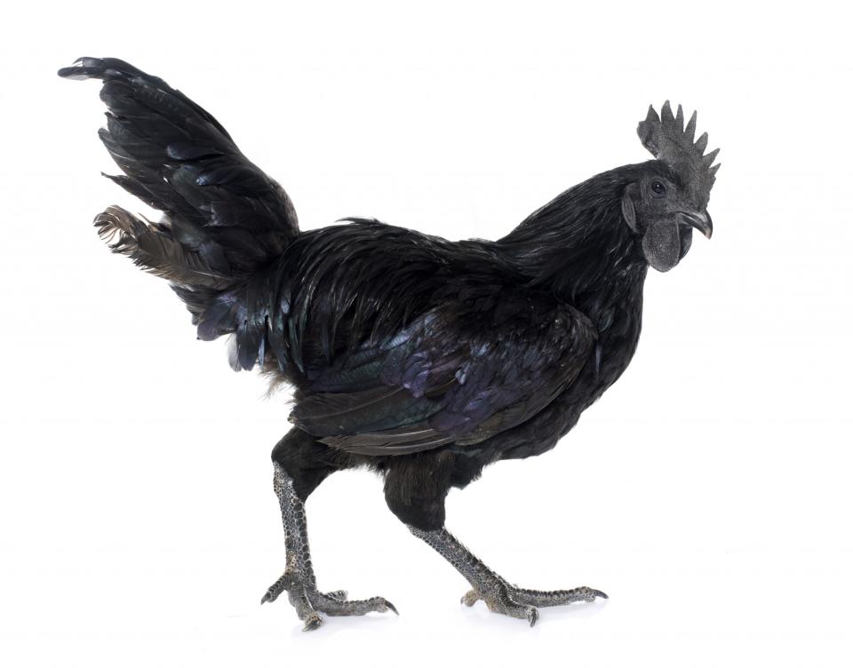 AYAM CEMANI