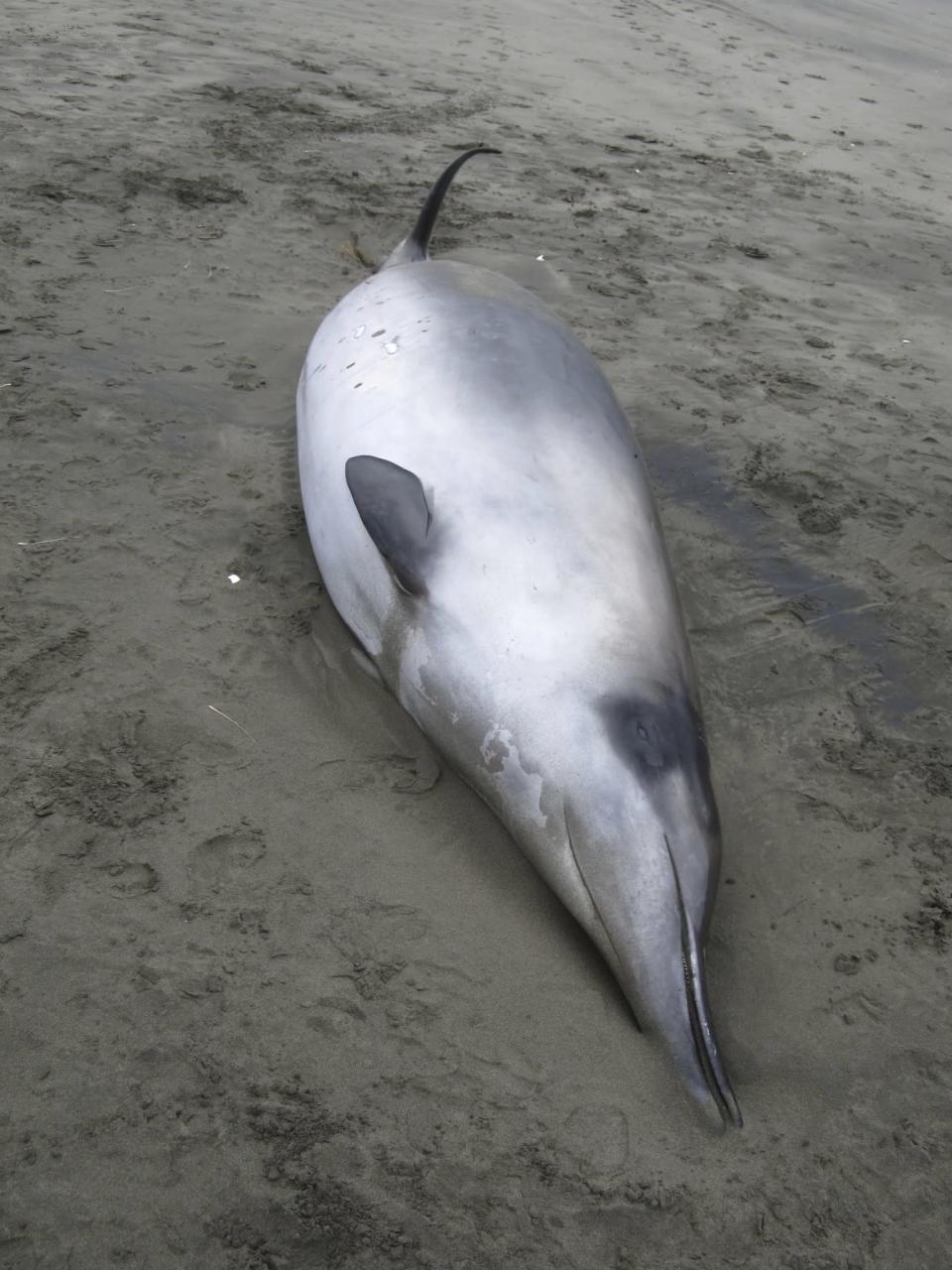 Two spade-toothed beaked whales, a mother and calf, stranded and died on Opape Beach on the North Island of New Zealand.