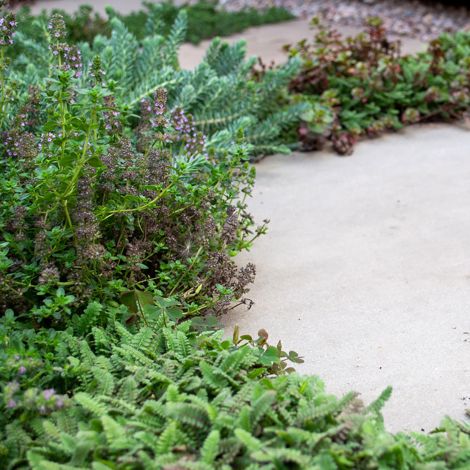 29. ADD PLANTS TO YOUR PAVING